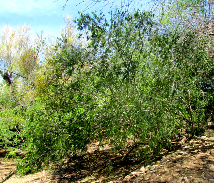 Pearlberry, VALLESIA GLABRA, in habitat