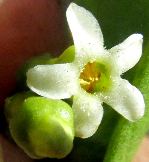 Pearlberry, VALLESIA GLABRA, flower from above