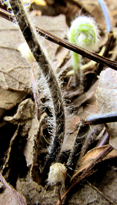 PELLAEA VILLOSA, long-hairy leaf stem base