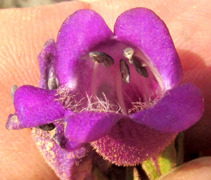 Beardtongue, PENSTEMON CAMPANULATUS, flower from front showing stamens, stigma and hairs