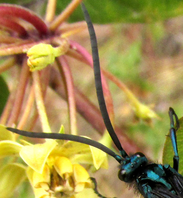 Tarantula Hawk Wasp, PEPSIS GROSSA, head and antennae