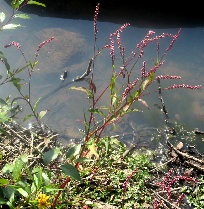 PERSICARIA LAPATHIFOLIA, in habitat beside stream