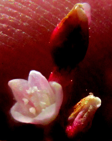 PERSICARIA LAPATHIFOLIA, flower with five petals, six stamens