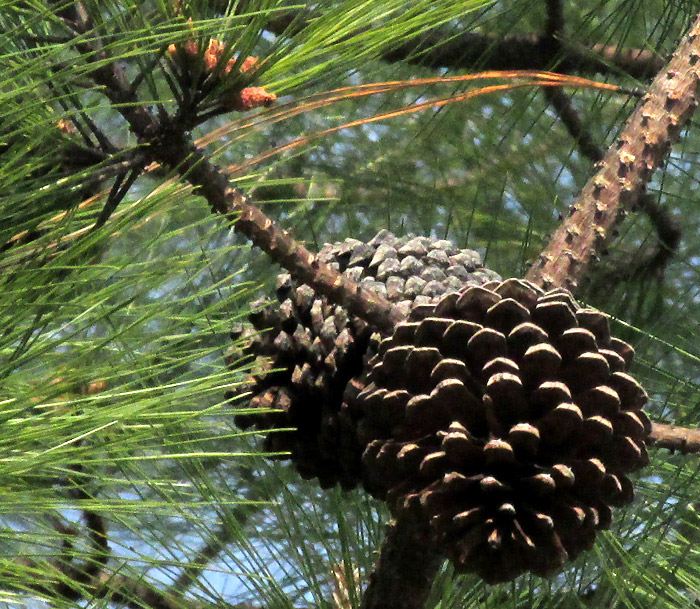 Smooth-bark Mexican Pine, PINUS PSEUDOSTROBUS, old, open cones on branch