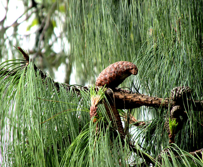 Mexican Weeping Pine, PINUS PATULA, drooping needles