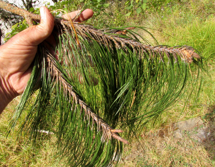 Mexican Weeping Pine, PINUS PATULA, leaves at branch tips