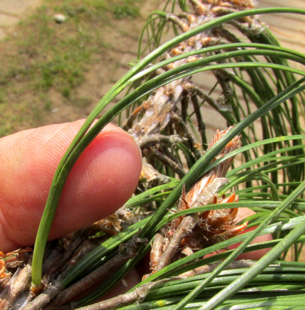 Mexican Weeping Pine, PINUS PATULA, leaves in fascicle
