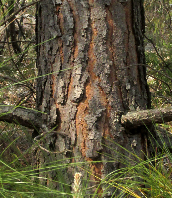 Smooth-bark Mexican Pine, PINUS PSEUDOSTROBUS, bark