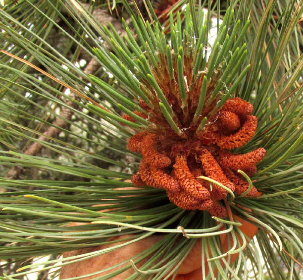 Smooth-bark Mexican Pine, PINUS PSEUDOSTROBUS, pollen cones