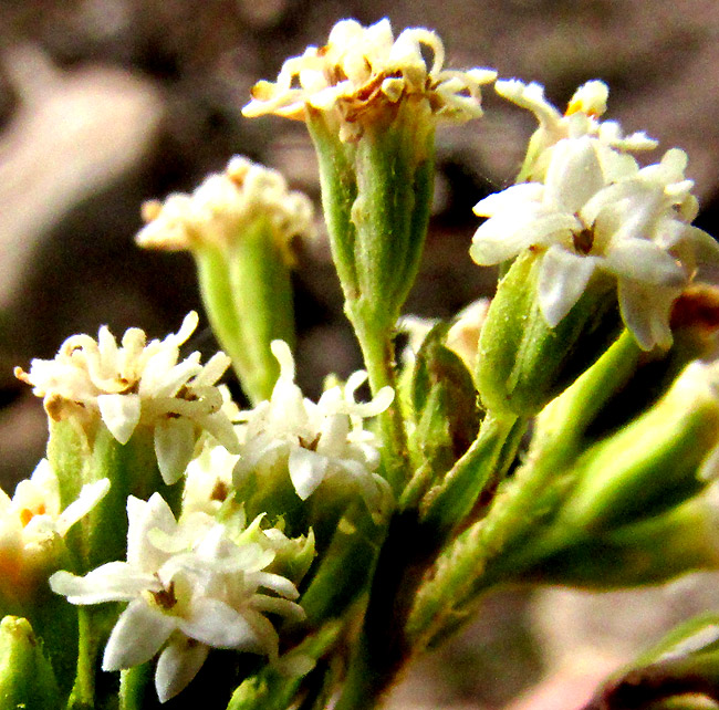 PIQUERIA TRINERVIA, flowering heads, or capitulas