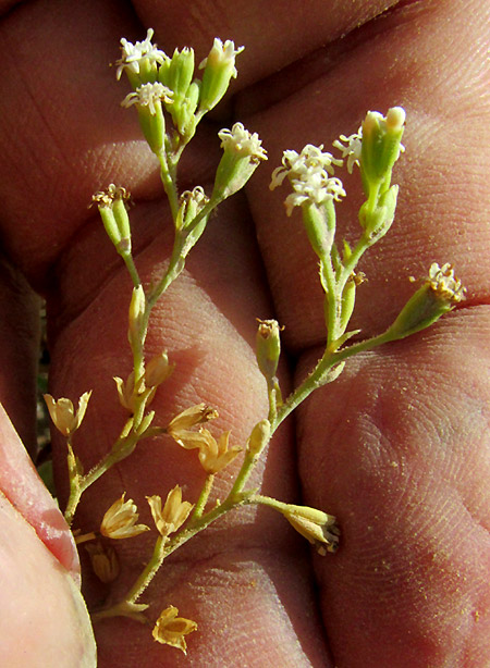 PIQUERIA TRINERVIA, flowering head arrangement in inflorescence