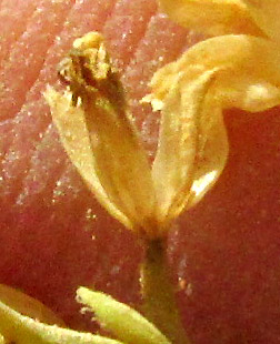 PIQUERIA TRINERVIA, mature floret in involucre