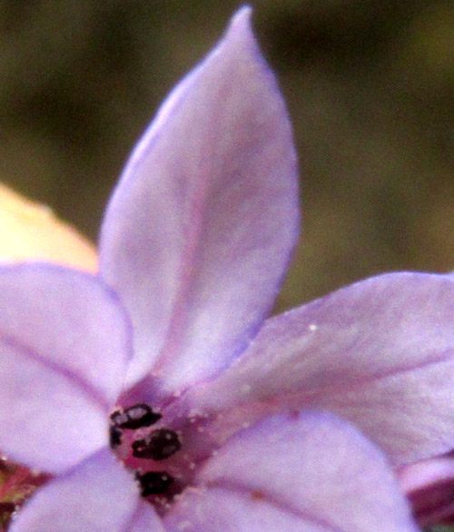 PLUMBAGO PULCHELLA, flower from front showing anthers