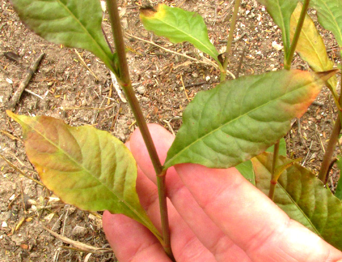 PLUMBAGO PULCHELLA, leaves and stem