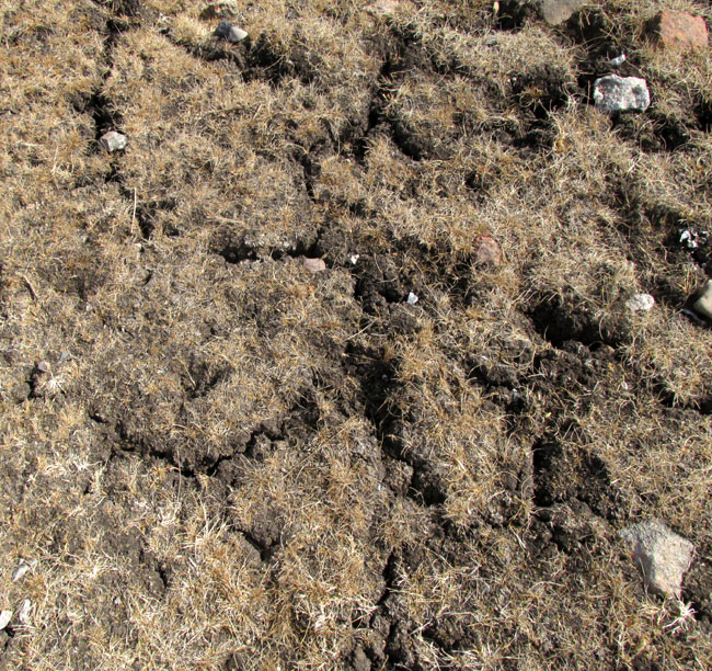 sheep prints and drought cracks