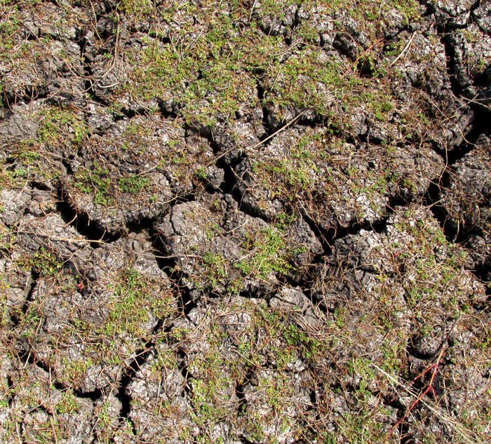 drought-caused polygonal cracks in silt