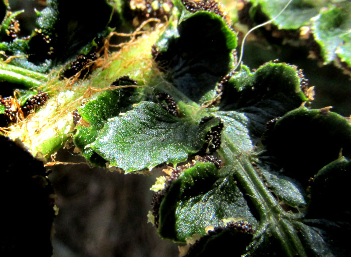 POLYSTICHUM HARTWEGII, close-up of upper surface of pinnules and rachis