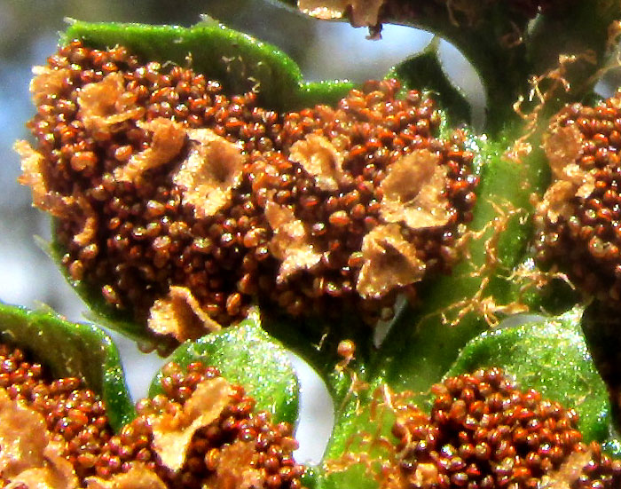 POLYSTICHUM HARTWEGII, close-up of  sporangia and sori
