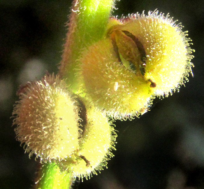PRIVA MEXICANA, mature fruits dividing into mericarps, each mericarp covered by calyx halves with hooked hairs