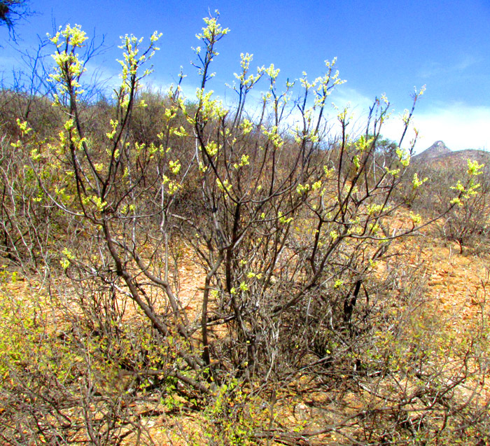 PSEUDOSMODINGIUM ANDRIEUXII, flowering in habitat
