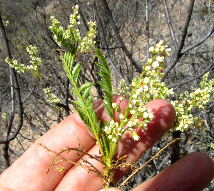 PSEUDOSMODINGIUM ANDRIEUXII, branch-tip inflorescences and expanding leaves