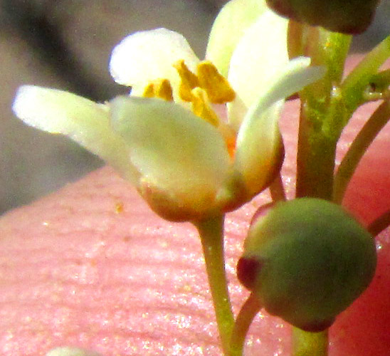 PSEUDOSMODINGIUM ANDRIEUXII, flower from side
