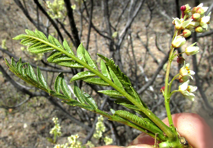 PSEUDOSMODINGIUM ANDRIEUXII, pinnate expanding leaves with inflorescence