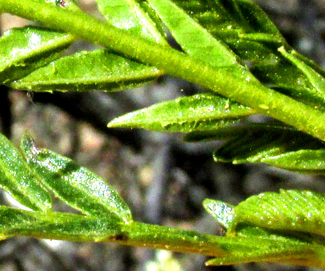 PSEUDOSMODINGIUM ANDRIEUXII, close-up of expanding leaves