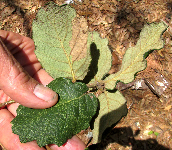 QUERCUS LAETA, leaves top and bottom