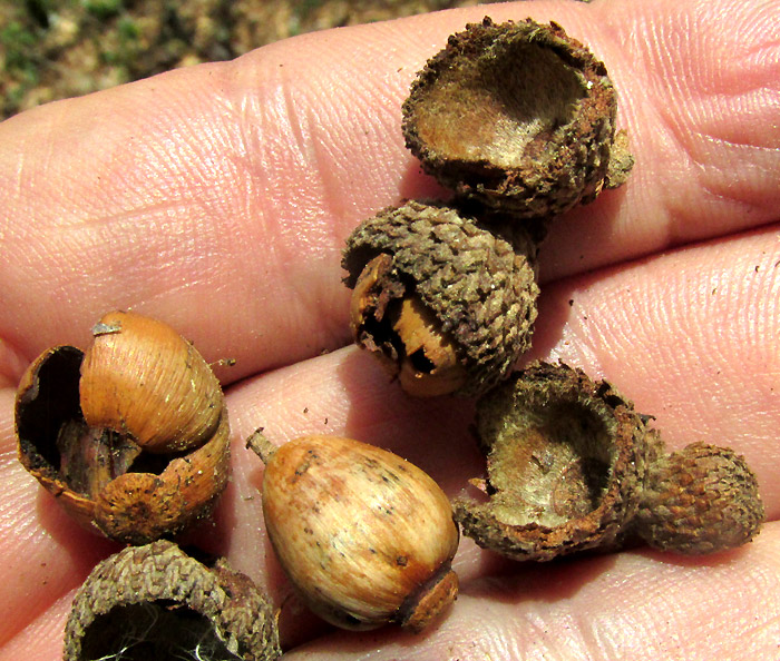 QUERCUS LAETA, old acorns