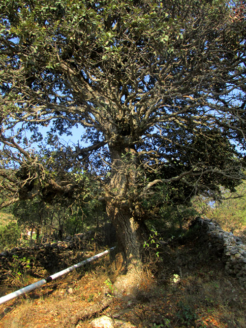 QUERCUS LAETA, older tree