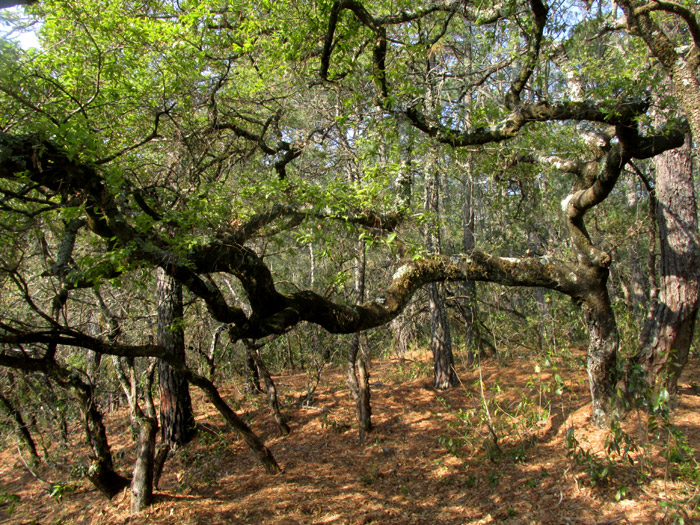 QUERCUS X DYSOPHYLLA, light-searching tree in habitat