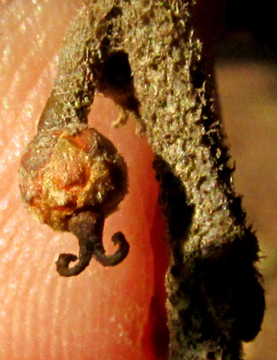 QUERCUS X DYSOPHYLLA, hairs on leaf undersurface