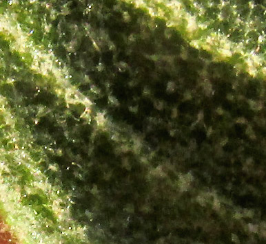 QUERCUS X DYSOPHYLLA, hairs on leaf undersurface