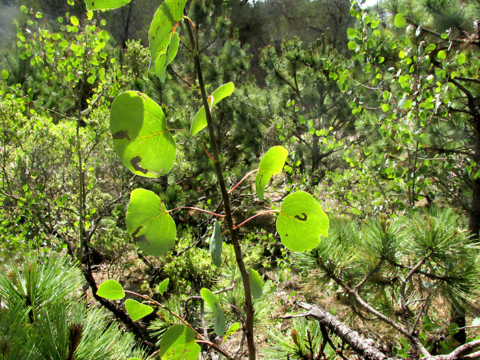 Quaking Aspen, POPULUS TREMULOIDES, young trees