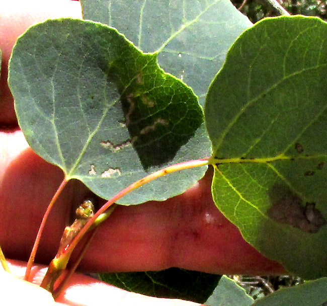 Quaking Aspen, POPULUS TREMULOIDES, leaf close-up
