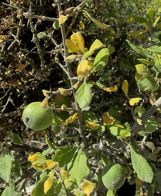 RANDIA THURBERI, fruit among leaves and thorny stems