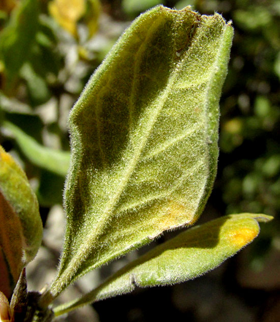 RANDIA THURBERI, hairy leaves