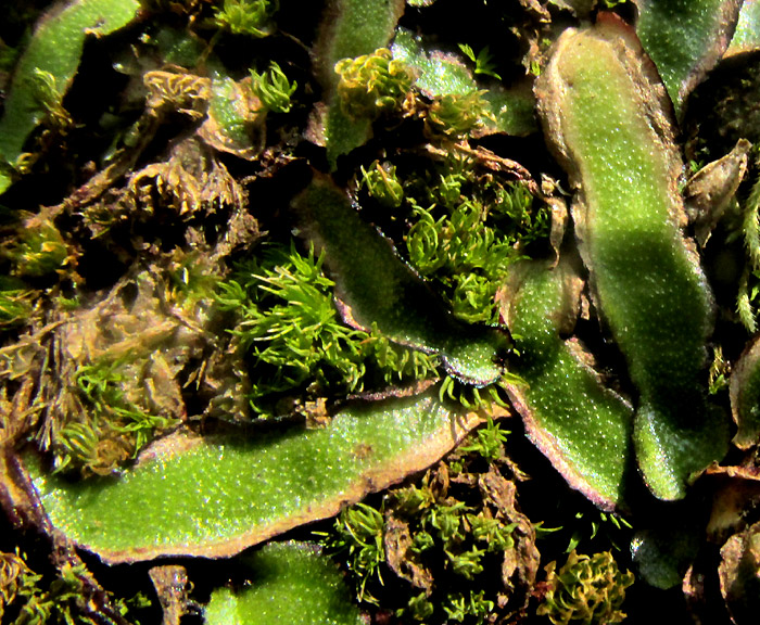 Hemispheric Liverwort, REBOULIA HEMISPHAERICA, thalli close-up