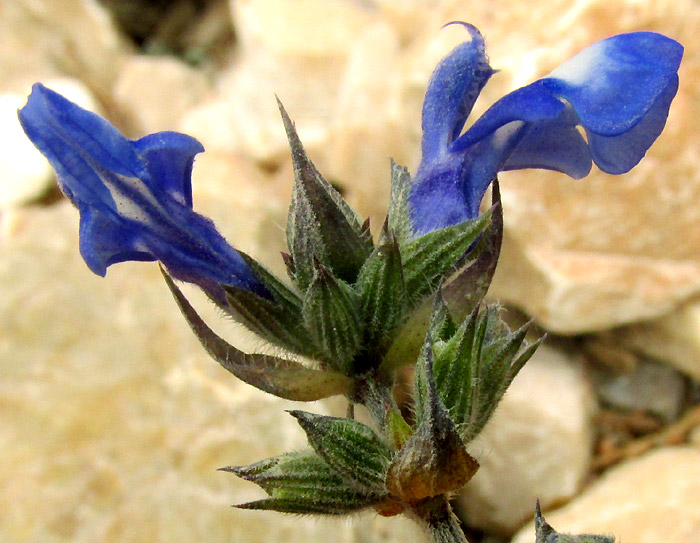 SALVIA HIRSUTA, flower close-up