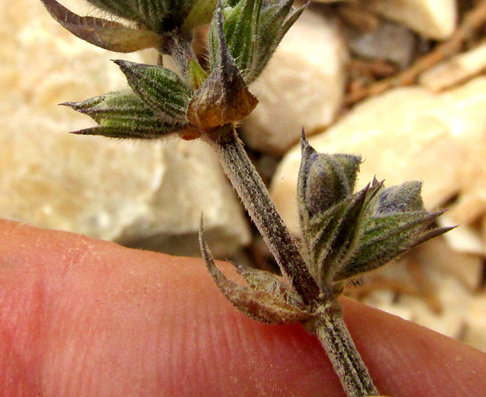 SALVIA HIRSUTA, white-hairy, sulcate stem and fruiting verticil