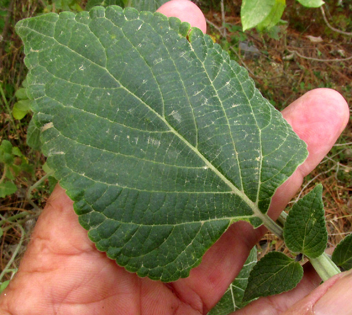 Mexican Sage, SALVIA MEXICANA, leaf