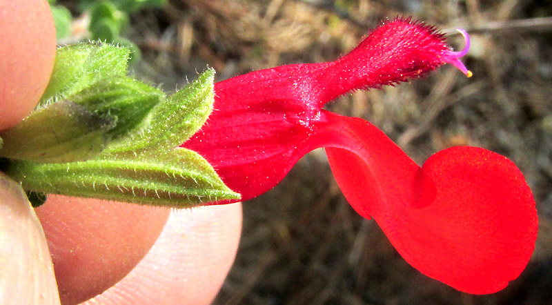 SALVIA MICROPHYLLA, flower lateral view