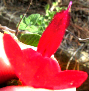 SALVIA MICROPHYLLA, flower from bottom