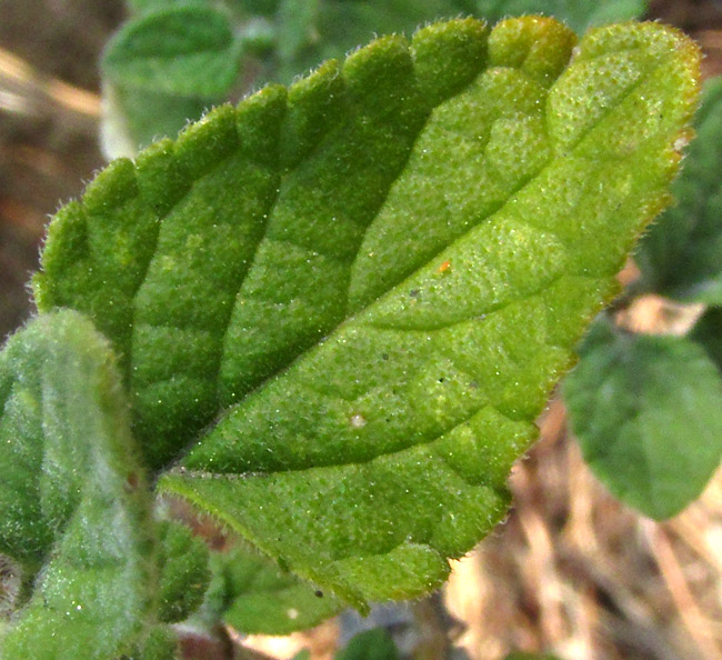 SALVIA MICROPHYLLA, leaf