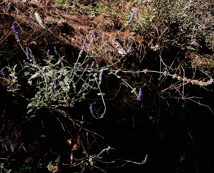 SALVIA cf. STACHYOIDES, flowering in habitat