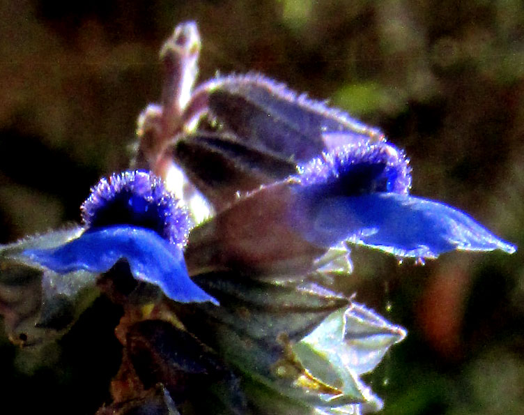 SALVIA cf. STACHYOIDES, flowers