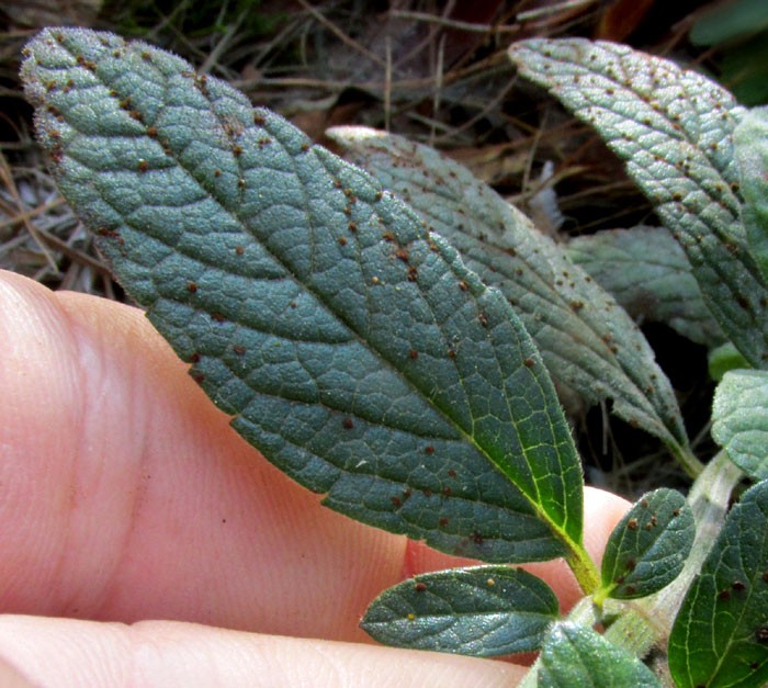SALVIA cf. STACHYOIDES, leaf from above