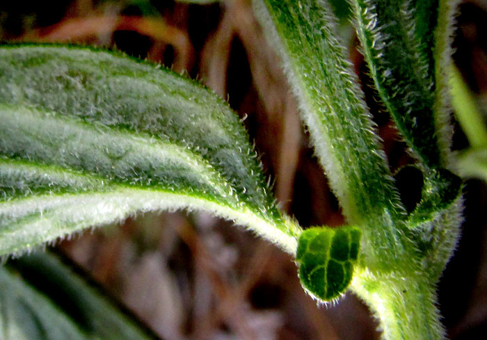 SALVIA cf. STACHYOIDES, leaf hairy undersurface