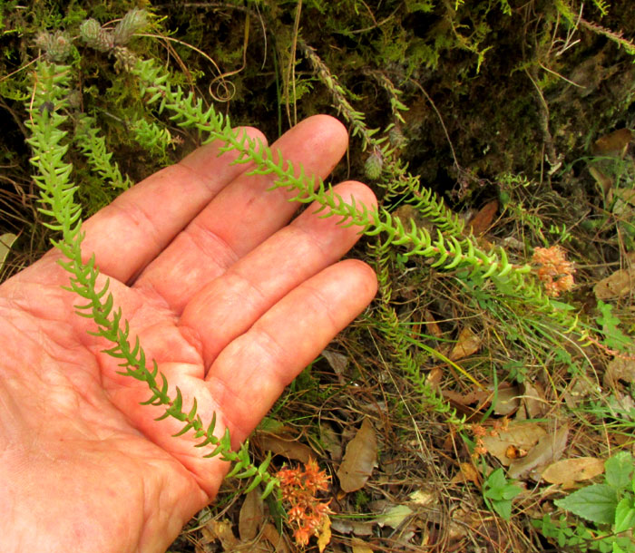 Red Stonecrop, SEDUM MORANENSE, plants in habitat